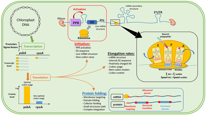 A figure from Mechanisms governing codon usage bias and the implications for protein expression in the chloroplast of <i> Chlamydomonas reinhardtii </i> Codon usage bias in chloroplasts Maxime Fages‐Lartaud <i> et al. </i>