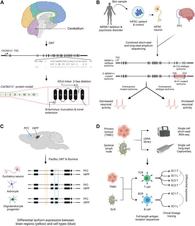 A figure from Isoform Age - Splice Isoform Profiling Using Long-Read Technologies De Paoli-Iseppi et al. Long-Read Sequencing of RNA Isoforms