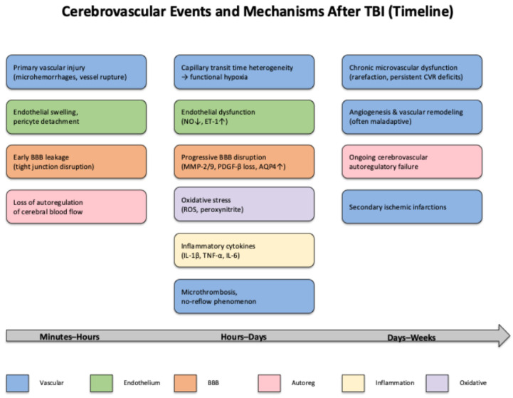 A figure from Cerebral Vascular Disturbances Following Traumatic Brain Injury: Pathophysiology, Diagnosis, and Therapeutic Perspectives—A Narrative Review