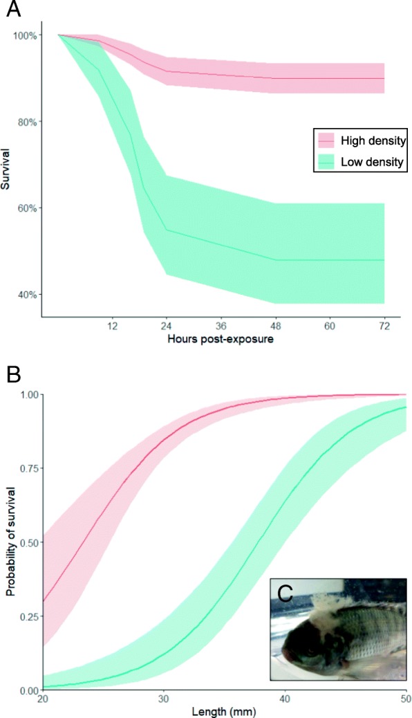 A figure from Transcriptomic response to parasite infection in Nile tilapia ( <i> Oreochromis niloticus </i> ) depends on rearing density