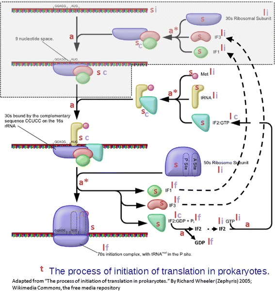 A figure from The bacterial interlocked process ONtology (BiPON): a systemic multi-scale unified representation of biological processes in prokaryotes