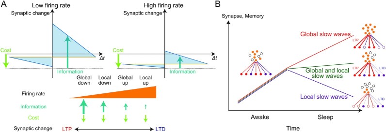 A figure from Information maximization explains state-dependent synaptic plasticity and memory reorganization during non-rapid eye movement sleep