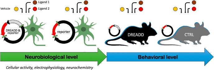 A figure from DREADDs: The Power of the Lock, the Weakness of the Key. Favoring the Pursuit of Specific Conditions Rather than Specific Ligands Off-Target Effects of DREADD Ligands