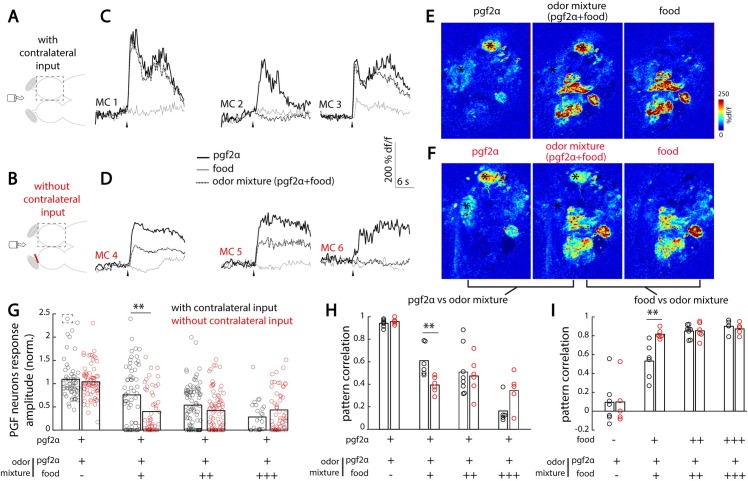 A figure from Interhemispheric connections between olfactory bulbs improve odor detection Interhemispheric connections improve odor detection