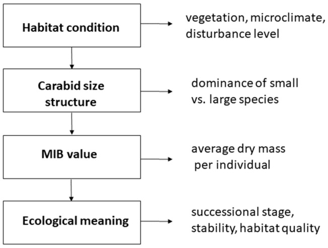 A figure from The Mean Individual Biomass (MIB) of Ground Beetles (Carabidae): A Review of Its Application to Ecosystem Succession, Biodiversity, and Climate Change Research