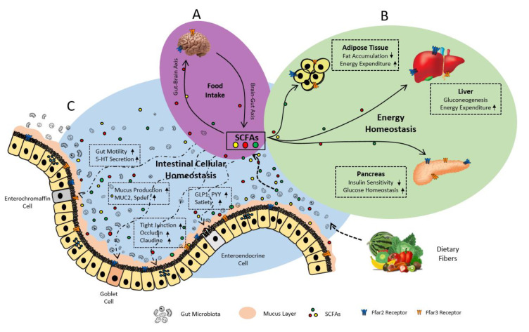 A figure from Free Fatty Acid Receptors 2 and 3 as Microbial Metabolite Sensors to Shape Host Health: Pharmacophysiological View