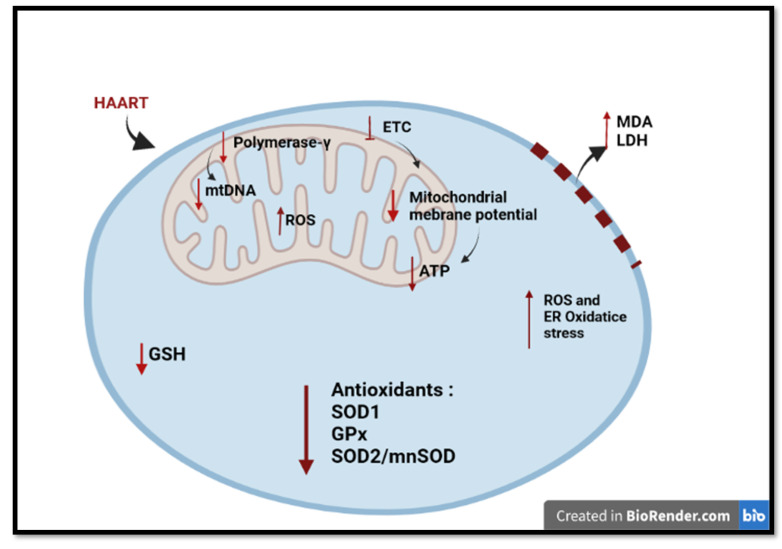 A figure from The Potential of <i> Moringa oleifera </i> to Ameliorate HAART-Induced Pathophysiological Complications