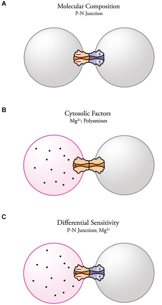 A figure from Hemichannel composition and electrical synaptic transmission: molecular diversity and its implications for electrical rectification