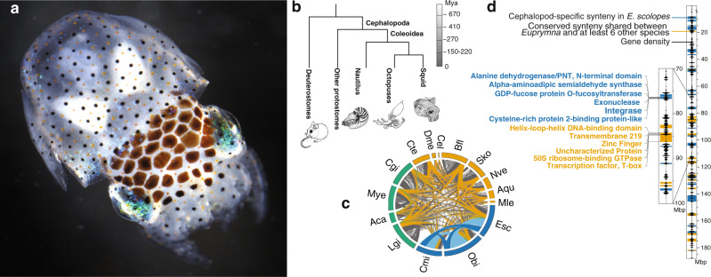 A figure from Emergence of novel cephalopod gene regulation and expression through large-scale genome reorganization