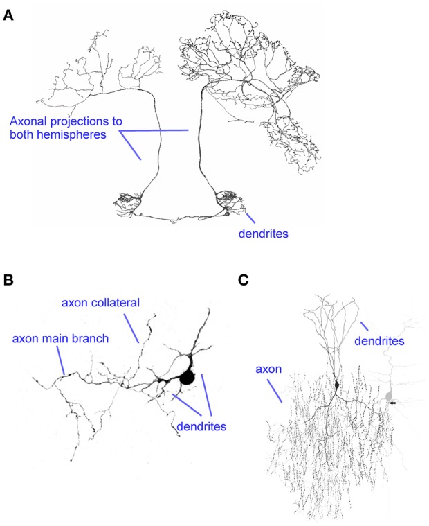 A figure from Axonal Computations