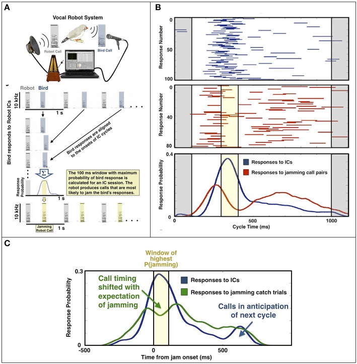 A figure from Finding the Beat: From Socially Coordinated Vocalizations in Songbirds to Rhythmic Entrainment in Humans