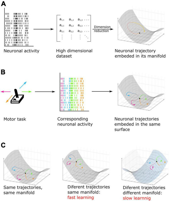 A figure from Beyond the brain-computer interface: Decoding brain activity as a tool to understand neuronal mechanisms subtending cognition and behavior