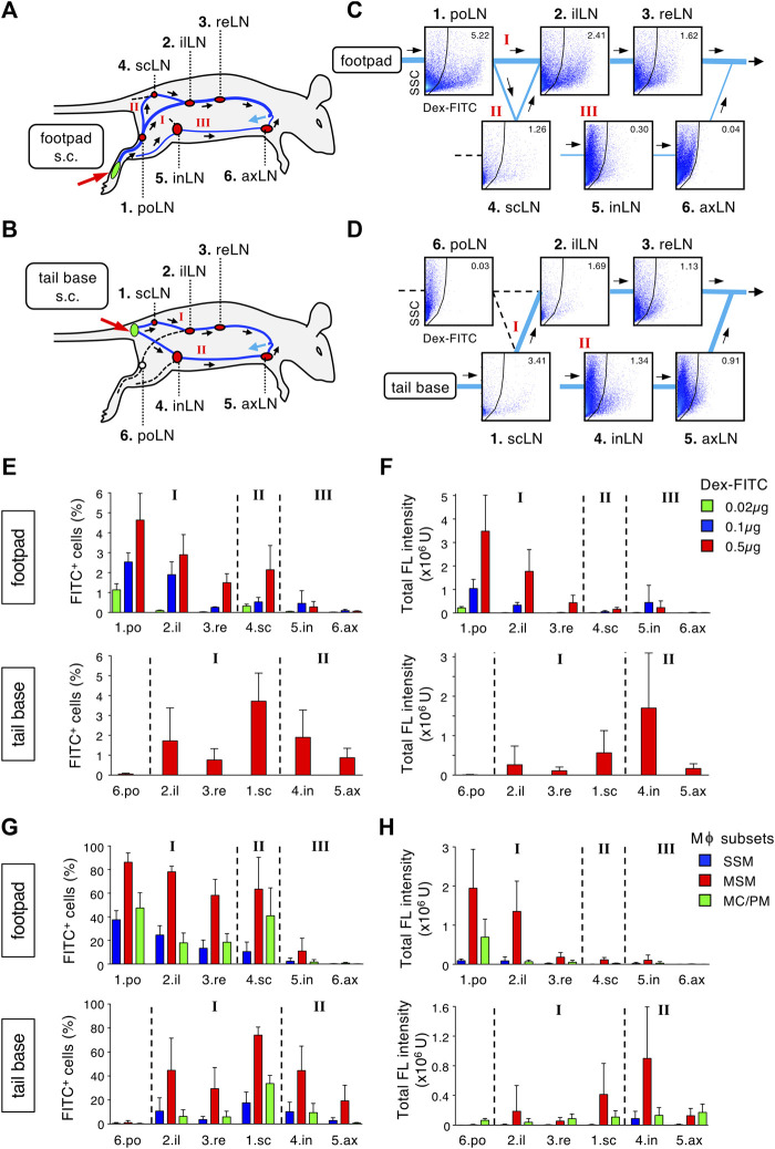 A figure from Micro- and Macro-Anatomical Frameworks of Lymph Nodes Indispensable for the Lymphatic System Filtering Function Ozawa et al. Lymph Node Filtering Function