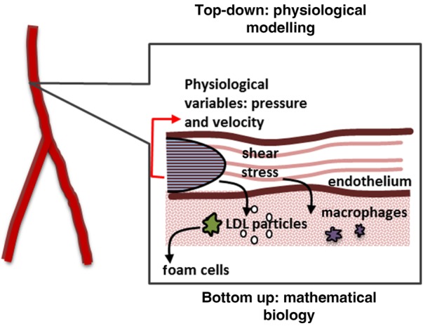 A figure from Towards personalised management of atherosclerosis via computational models in vascular clinics: technology based on patient-specific simulation approach