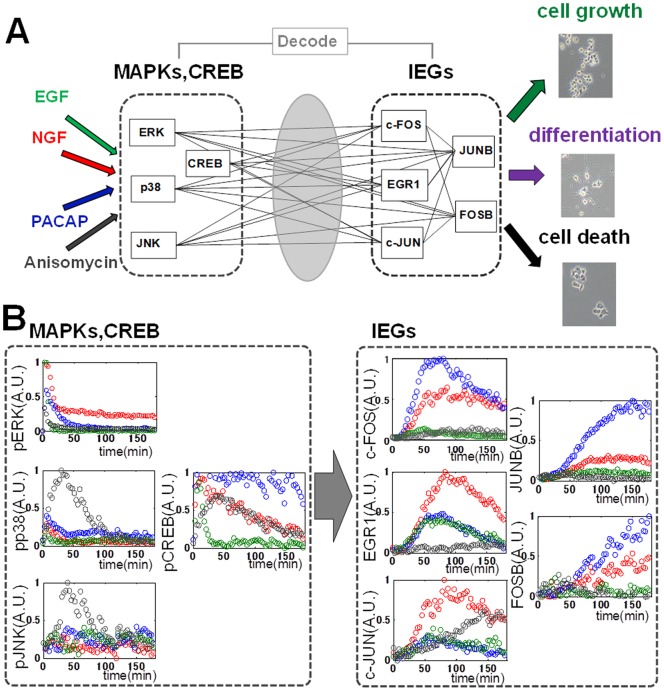 A figure from Temporal Decoding of MAP Kinase and CREB Phosphorylation by Selective Immediate Early Gene Expression Decoding of MAPKs by Selective Gene Expression