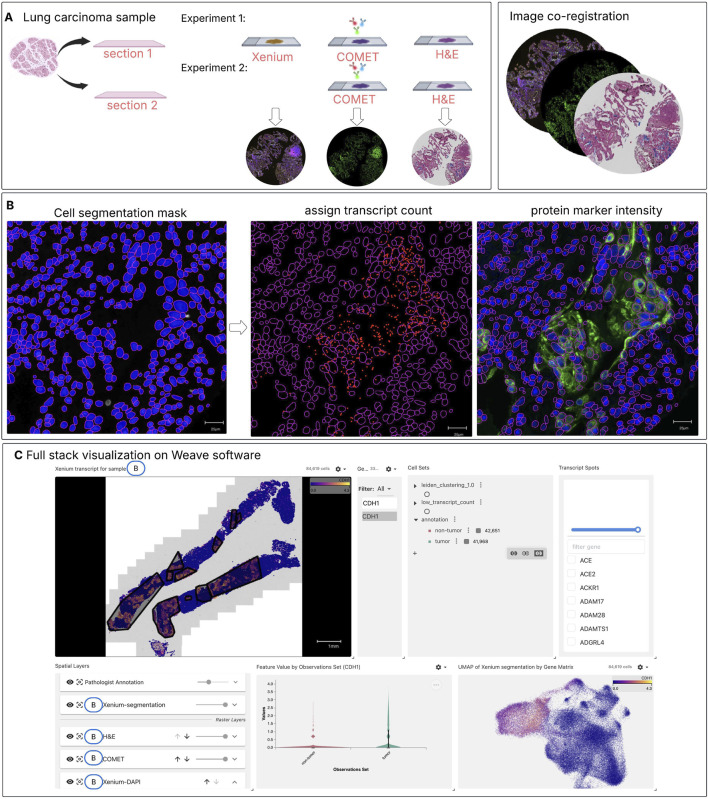 A figure from An integrated approach for analyzing spatially resolved multi-omics datasets from the same tissue section Tran et al. 10.3389/fmolb.2025.1614288