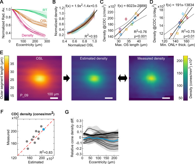 A figure from Cone Density Is Correlated to Outer Segment Length and Retinal Thickness in the Human Foveola Foveal Outer Segment Length and Cone Density