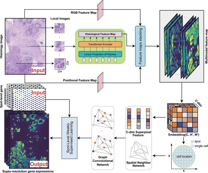 A figure from Inferring single-cell resolution spatial gene expression via fusing spot-based spatial transcriptomics, location, and histology using GCN