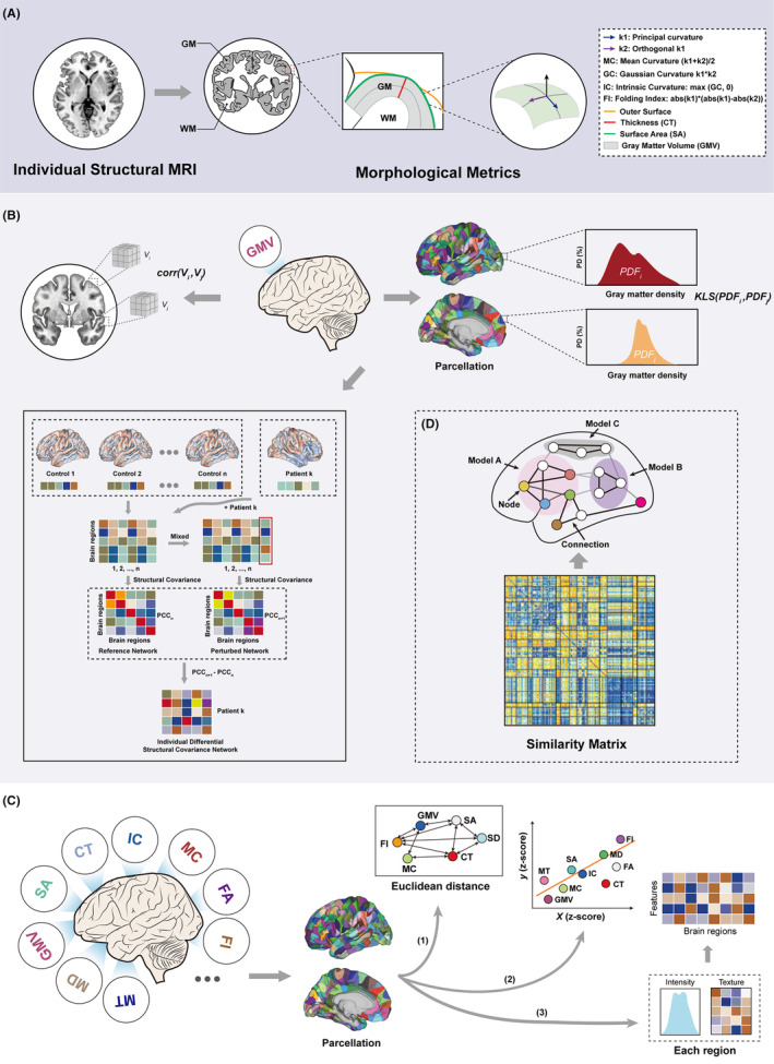 A figure from Individual‐level brain morphological similarity networks: Current methodologies and applications Cai et al.