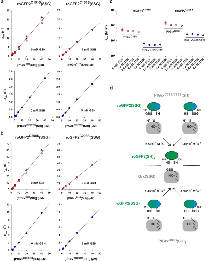 A figure from Deciphering the mechanism of glutaredoxin-catalyzed roGFP2 redox sensing reveals a ternary complex with glutathione for protein disulfide reduction