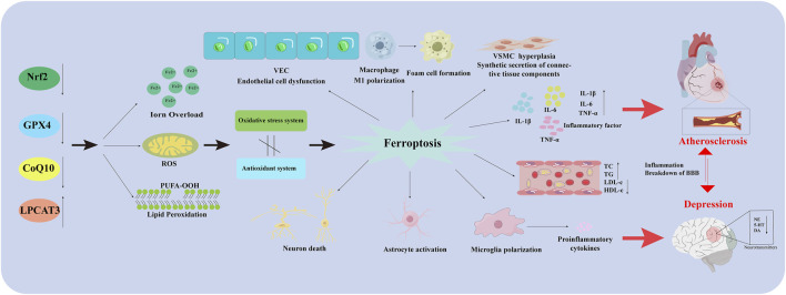 A figure from Ferroptosis, pathogenesis and therapy in AS co-depression disease Zhao et al. 10.3389/fphar.2025.1516601